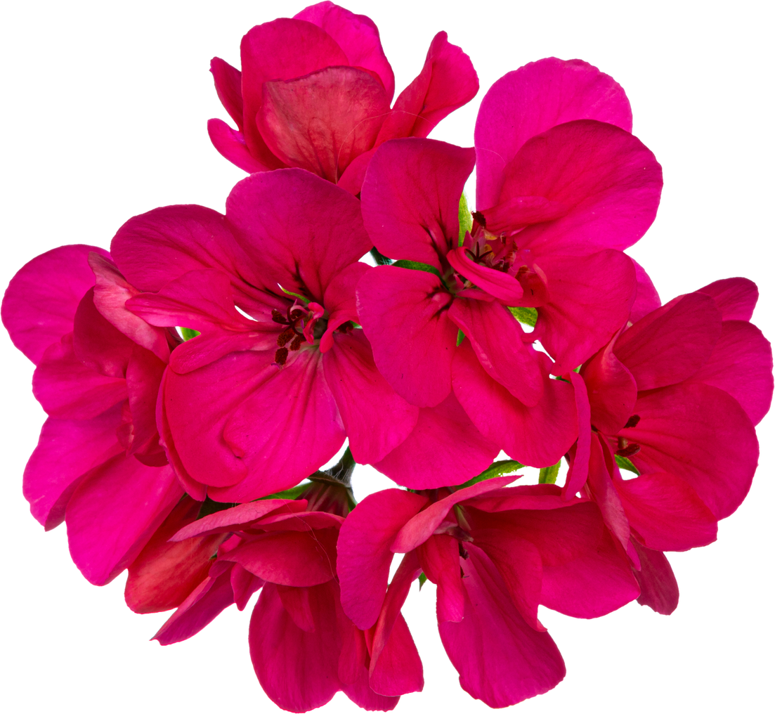 Bright Pink Flowers Cutout