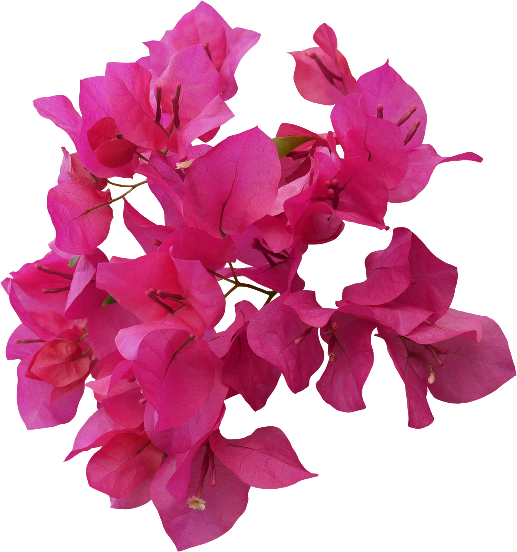 Pink Bougainvillea flower isolated cutout PNG